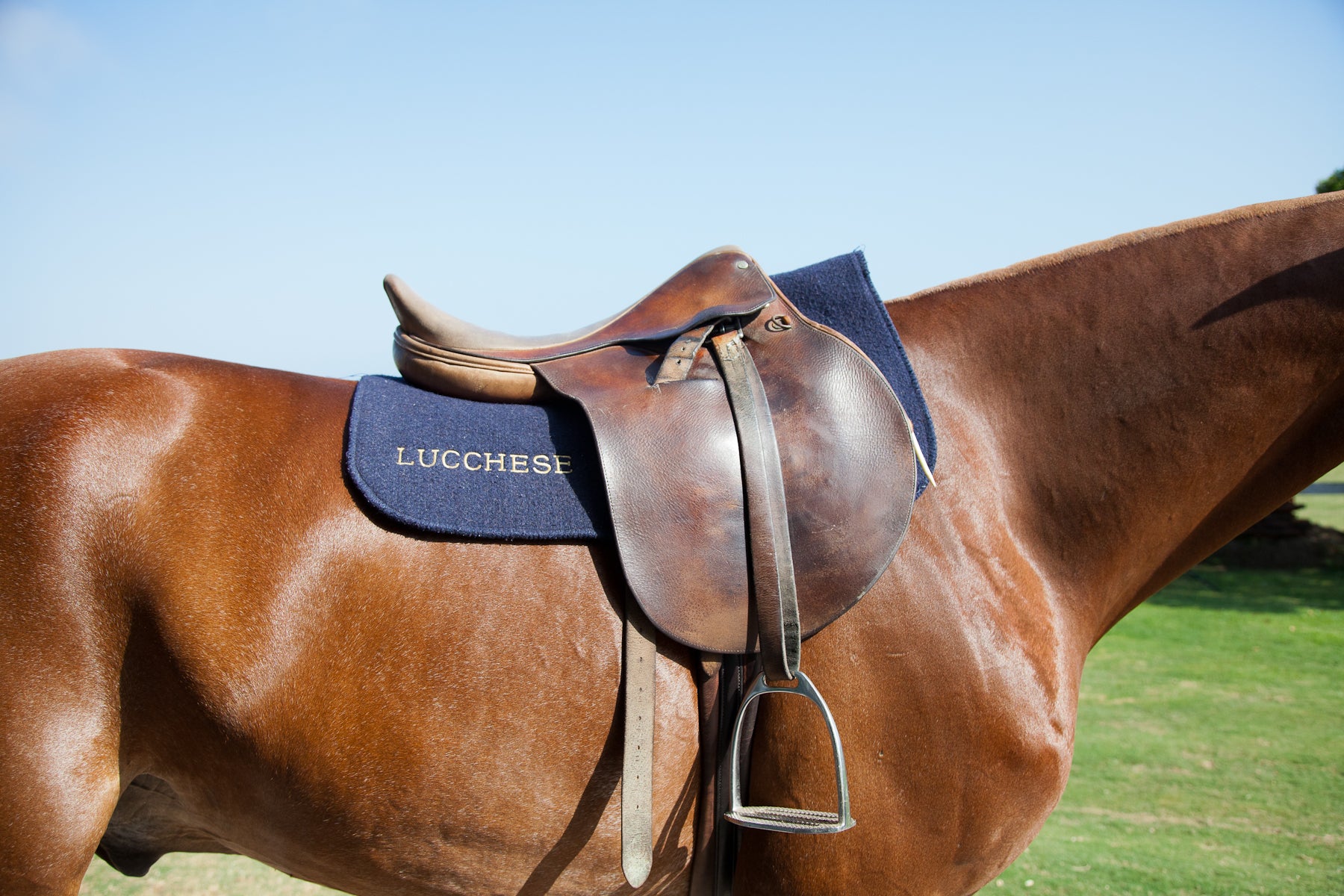 Lucchese Polo at the Gulfstream Pacific Coast Open