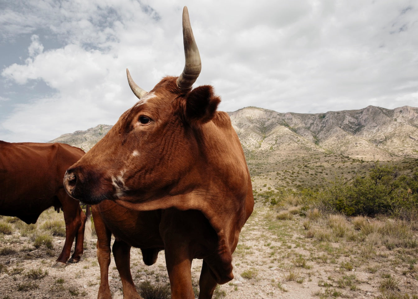 Ranching in West Texas