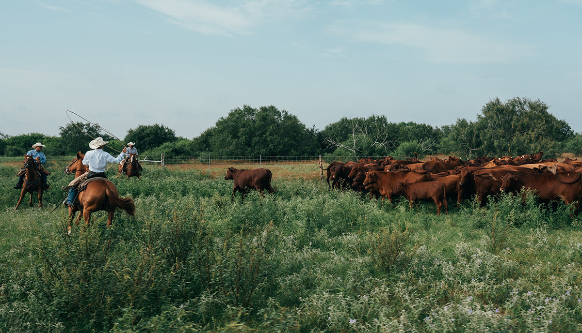 Field Testing: The King Ranch Cow Horse Boot