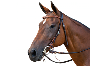 Polo ponies: The stars of the field