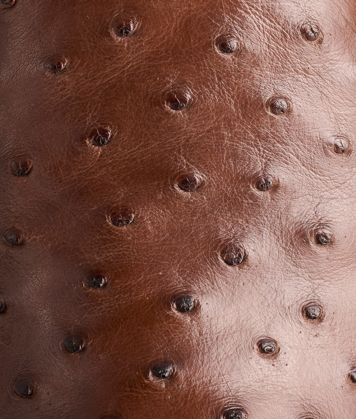 The Caller :: Sienna 10