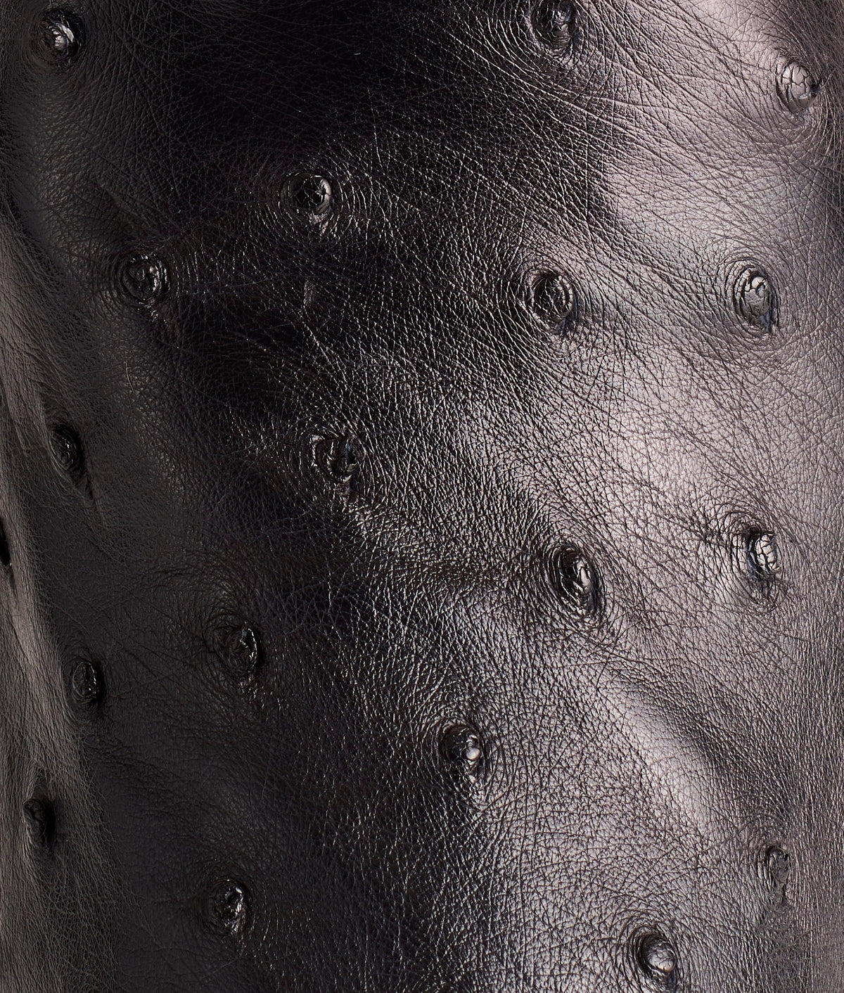 Josephine Horseman :: Antique Black 7