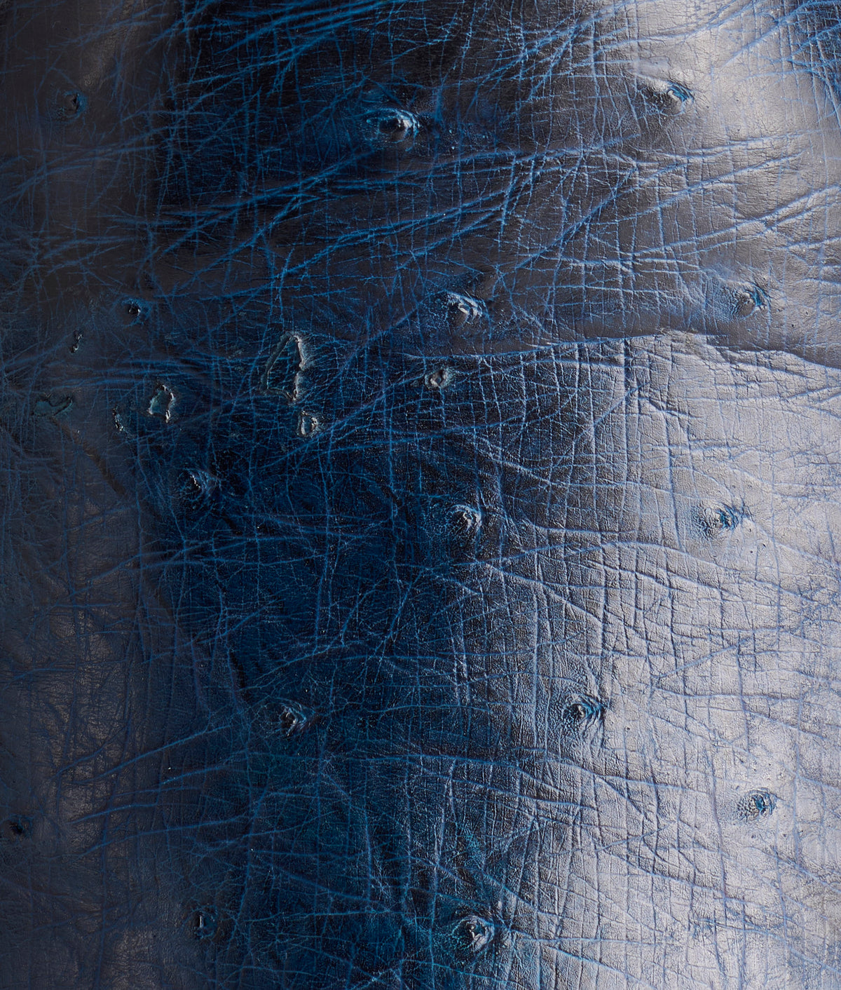 Sunset Exotic :: Navy 7