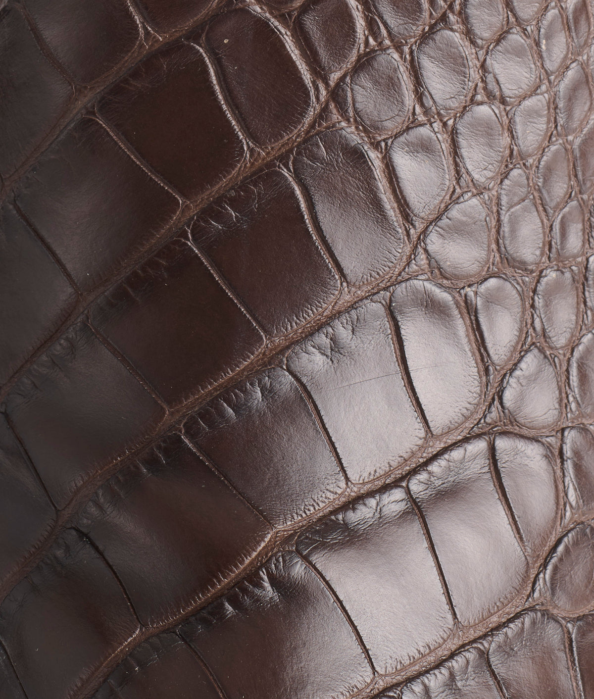 Baron :: Chocolate 6