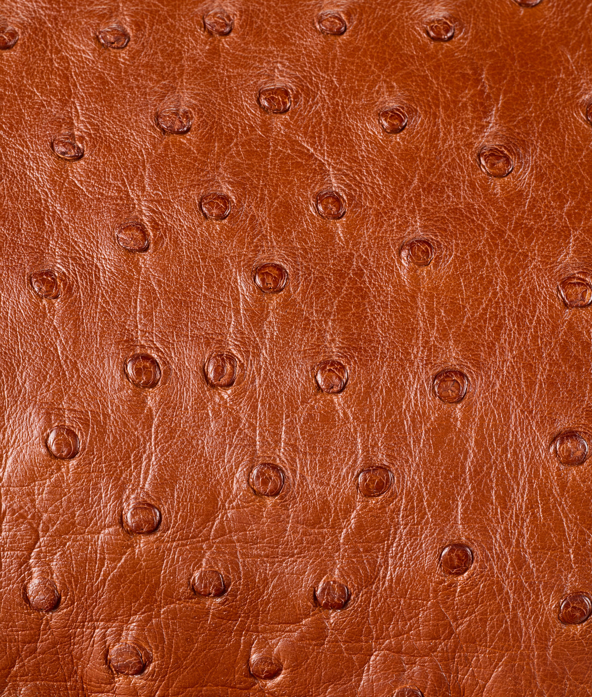 Exotic Cosimo Backpack :: Barnwood 6
