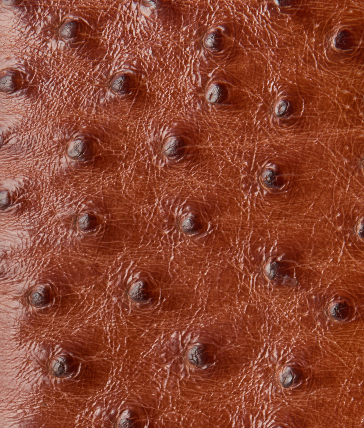 Bifold Wallet – Ostrich :: Cognac 4