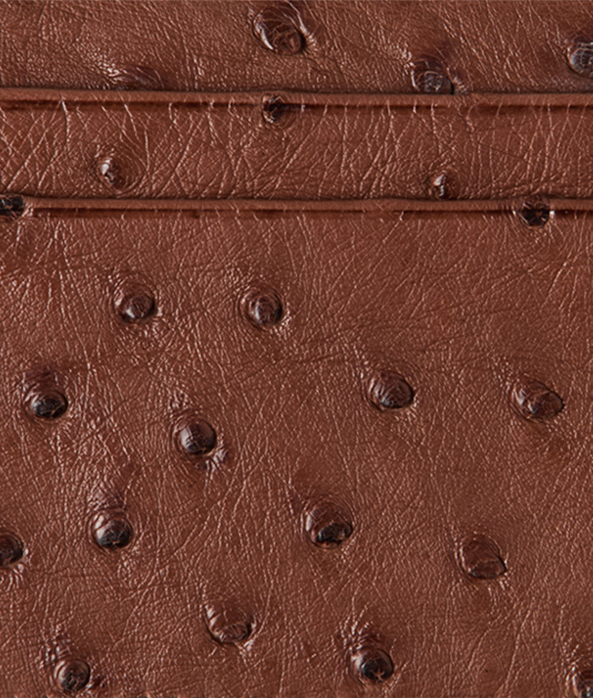 Credit Card Case – Ostrich :: Sienna 3