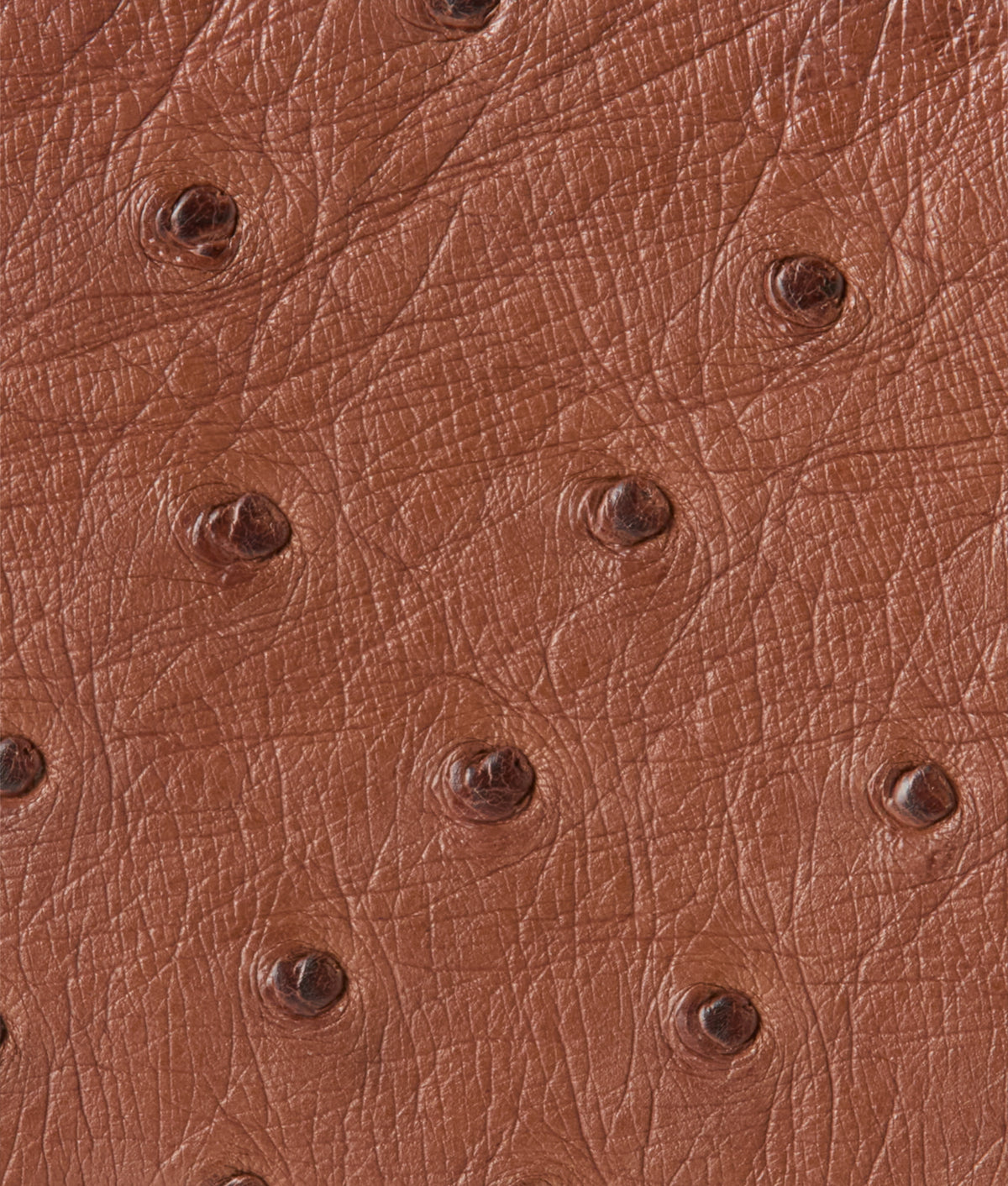 Hipster Wallet – Ostrich :: Sienna 4