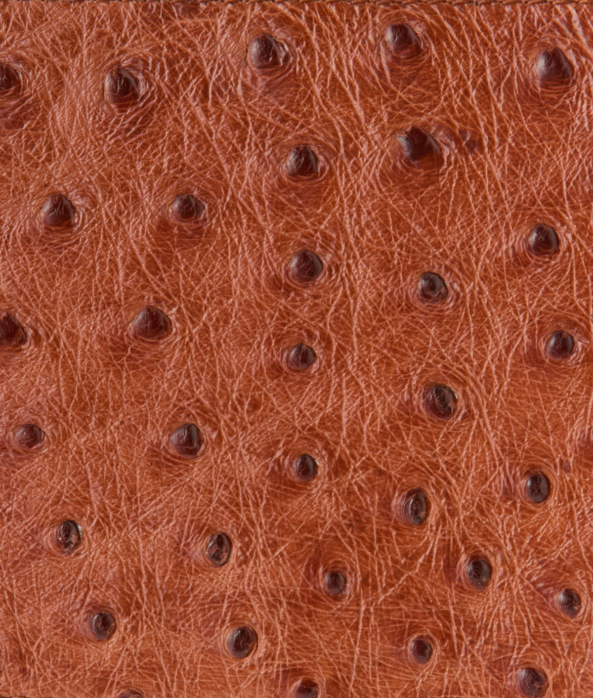 Hipster Wallet – Ostrich :: Cognac 4