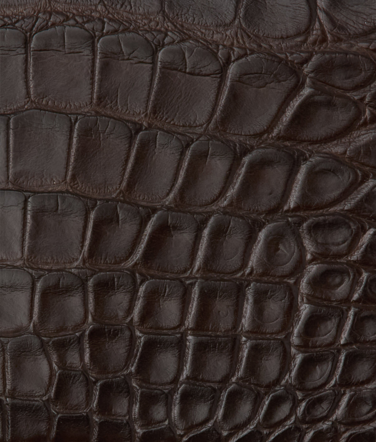 Hipster Wallet - American Alligator :: Chocolate 4