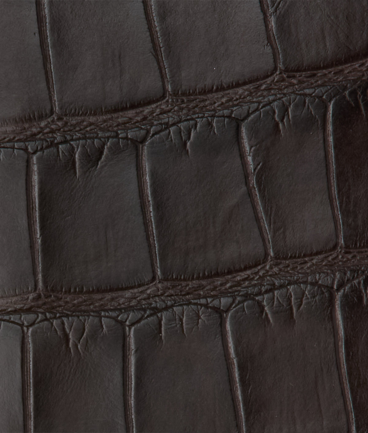 Bifold Wallet - American Alligator :: Chocolate 4