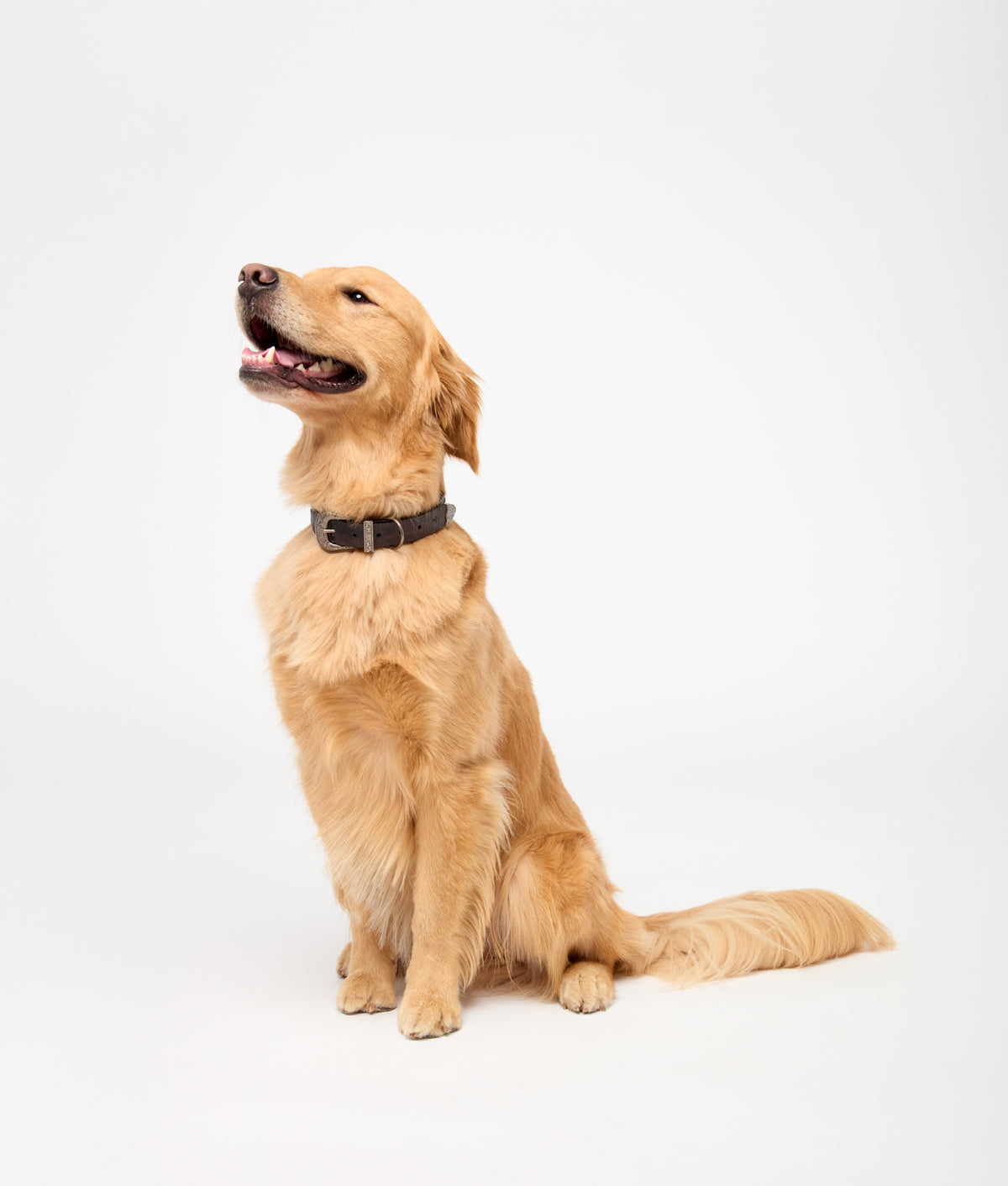 Exotic Dog Collar :: Black Cherry 3