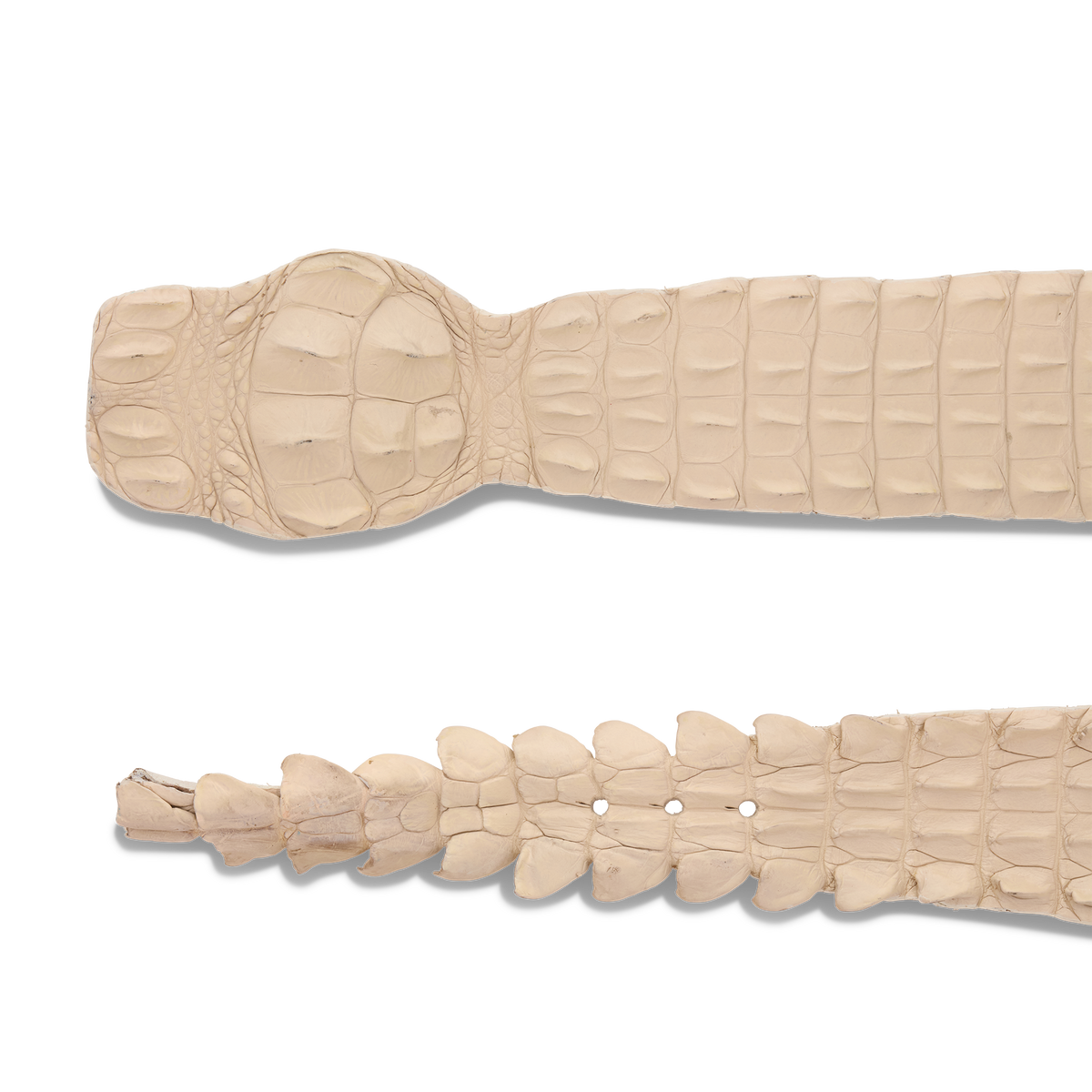 
    Hornback Caiman Belt :: Bone
