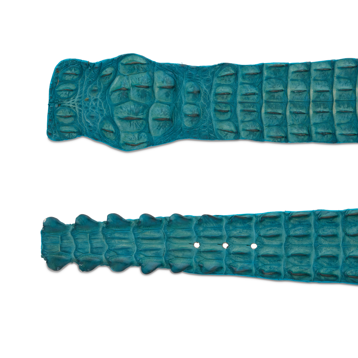 
    Hornback Caiman Belt :: Turquoise