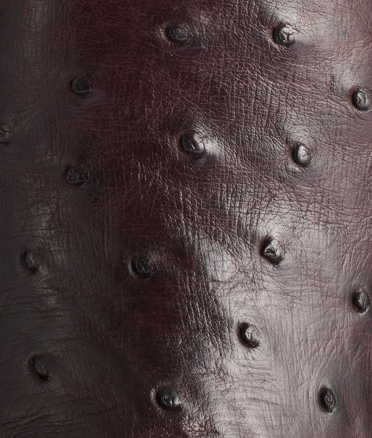 Rowdy Ostrich :: Antique Chocolate 7