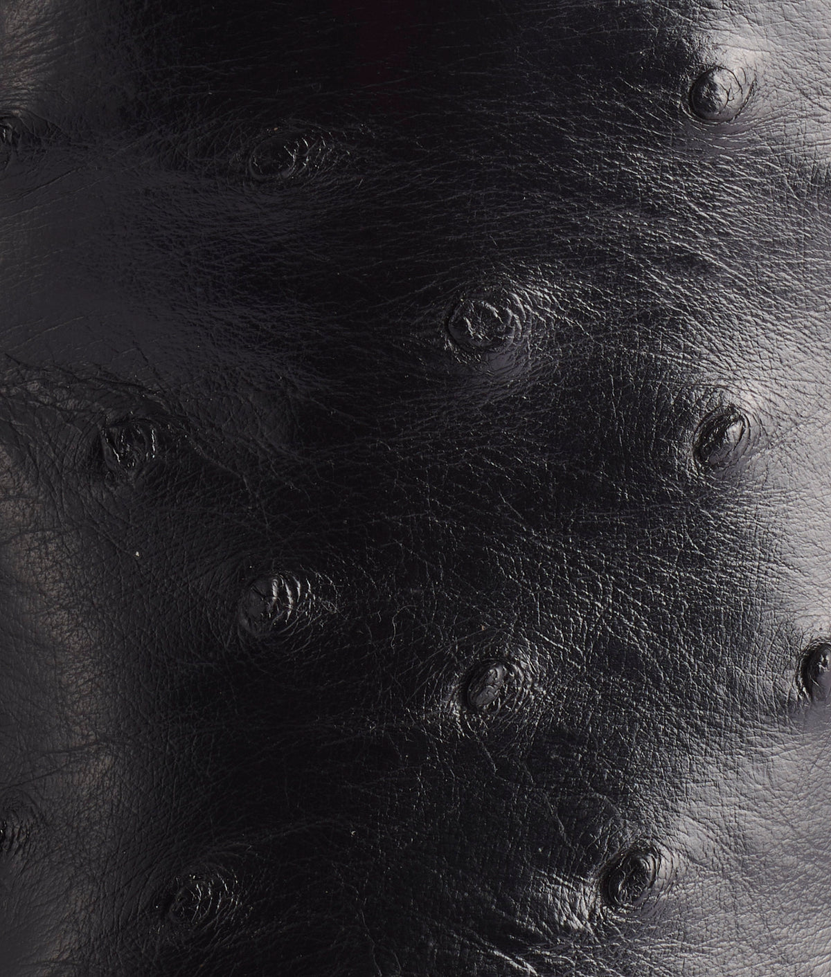 Roscoe :: Black 8