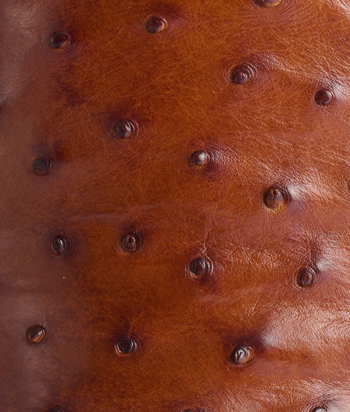 Roscoe :: Tobacco 8
