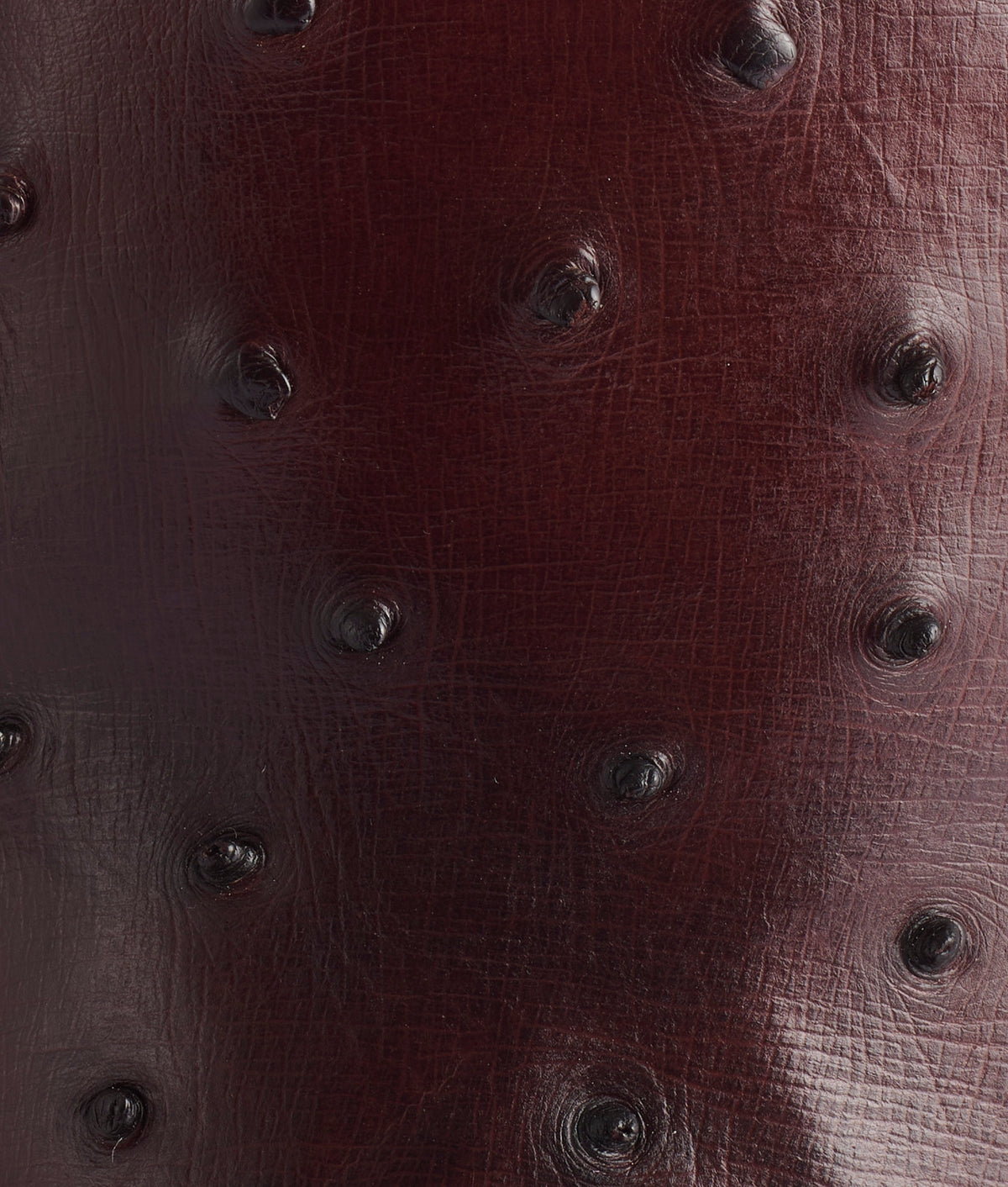 Roscoe :: Barnwood 8