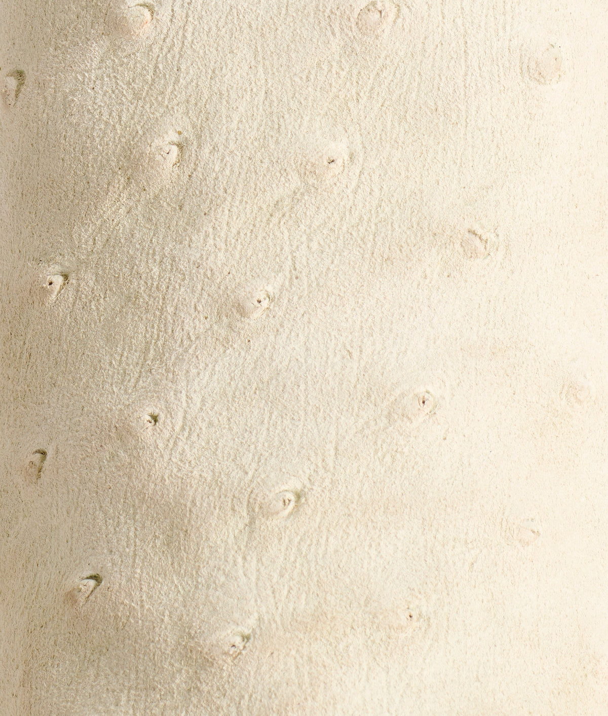 Sweetheart :: Ivory 10