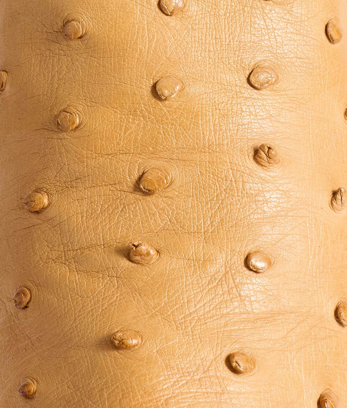 Priscilla Exotic :: Saddle Tan 8